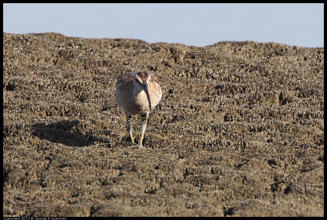 0508-072506-03.jpg - Whimbrel