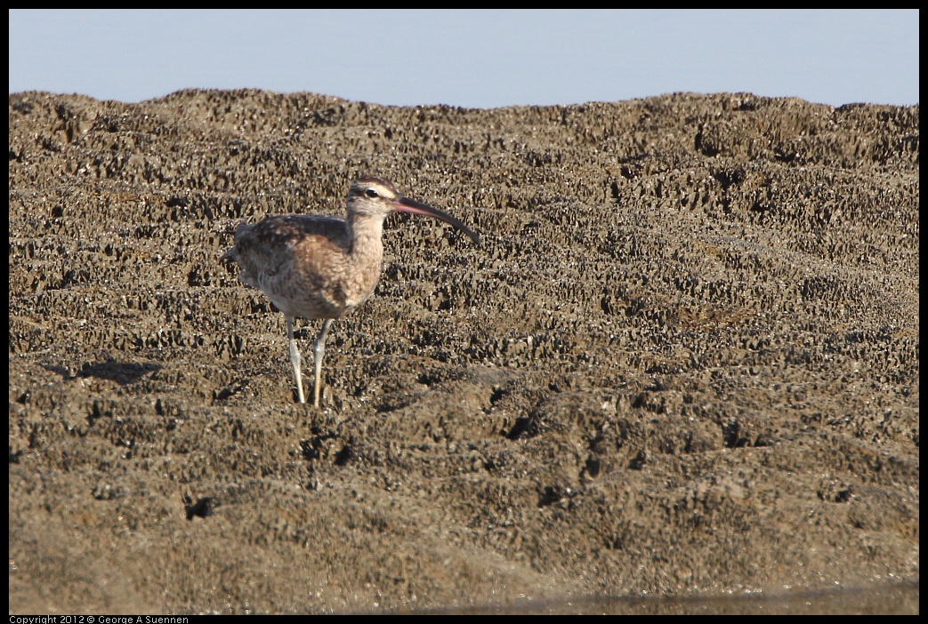 0508-072511-03.jpg - Whimbrel