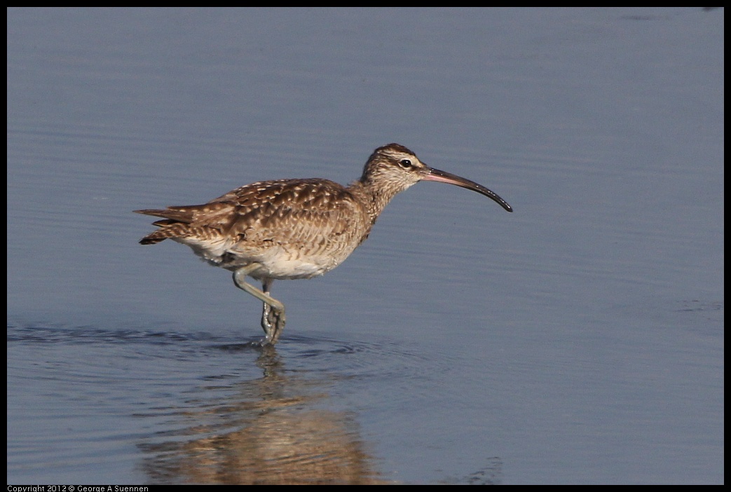 0508-072557-01.jpg - Whimbrel