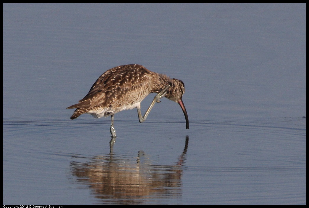 0508-072600-03.jpg - Whimbrel