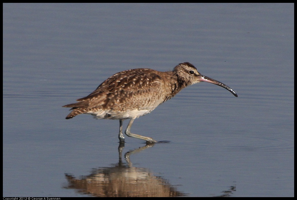 0508-072605-01.jpg - Whimbrel