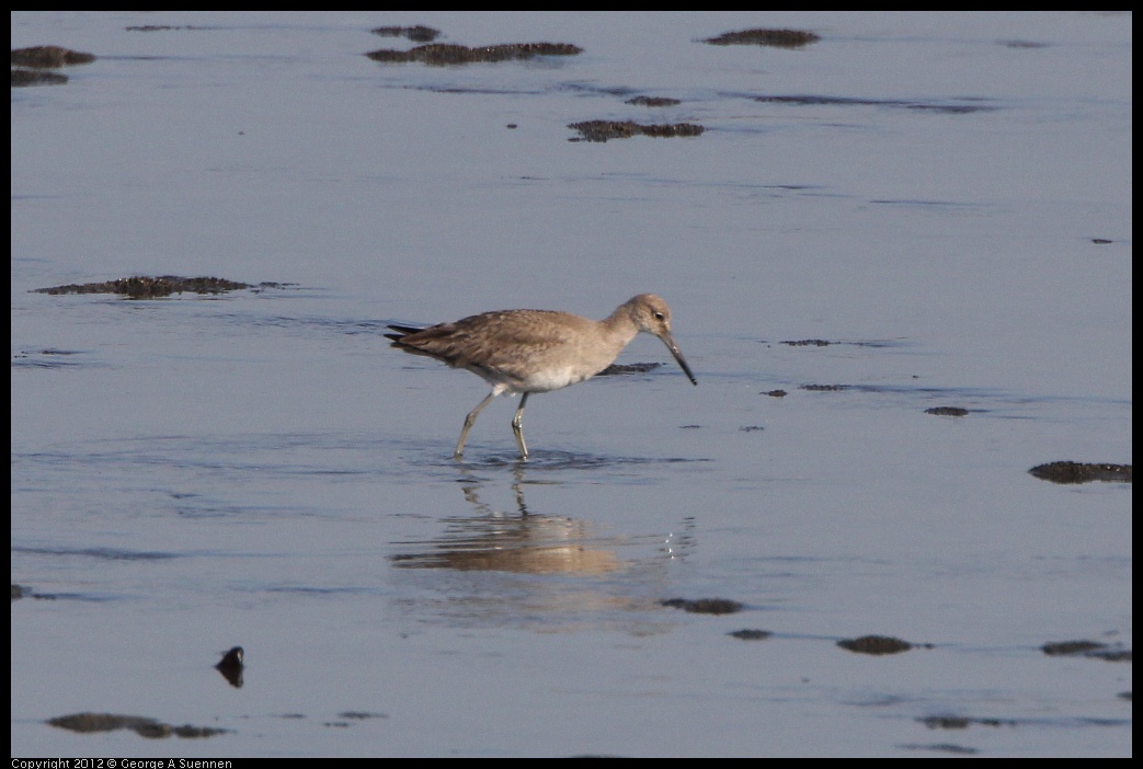 0508-072813-02.jpg - Willet