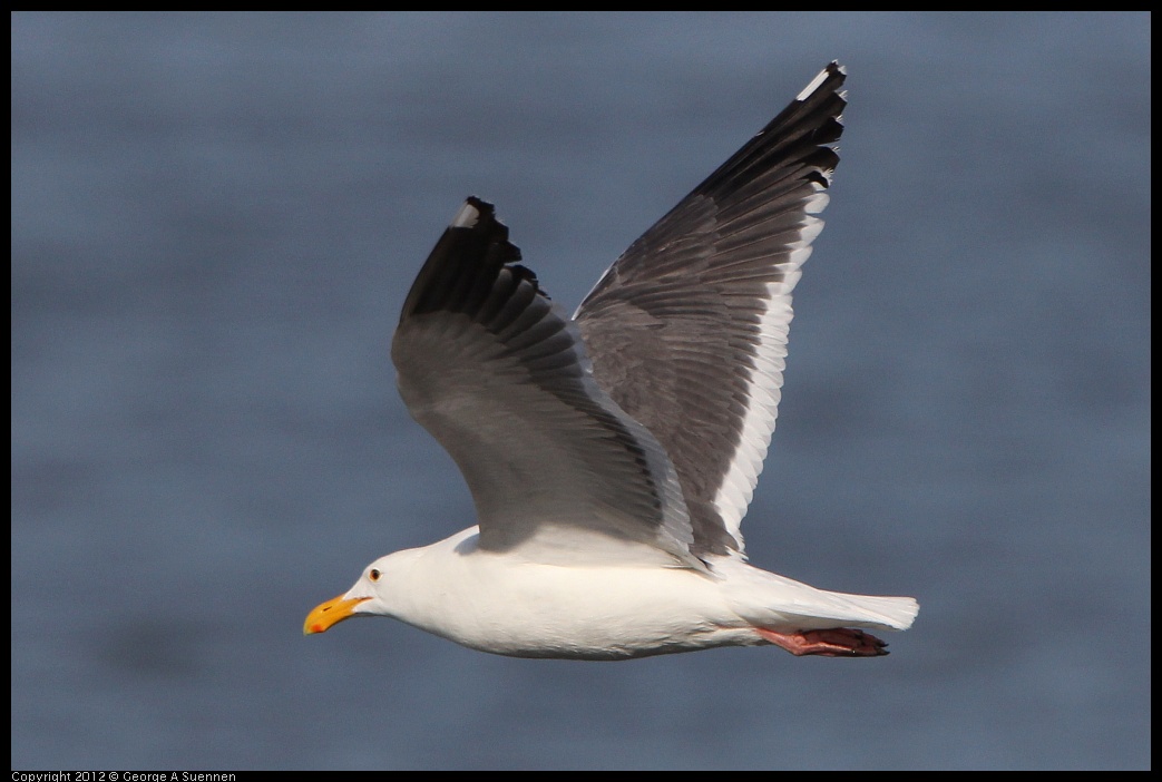 0508-073049-01.jpg - Western Gull