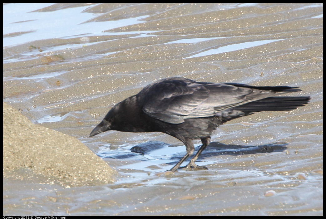 0508-073157-01.jpg - American Crow