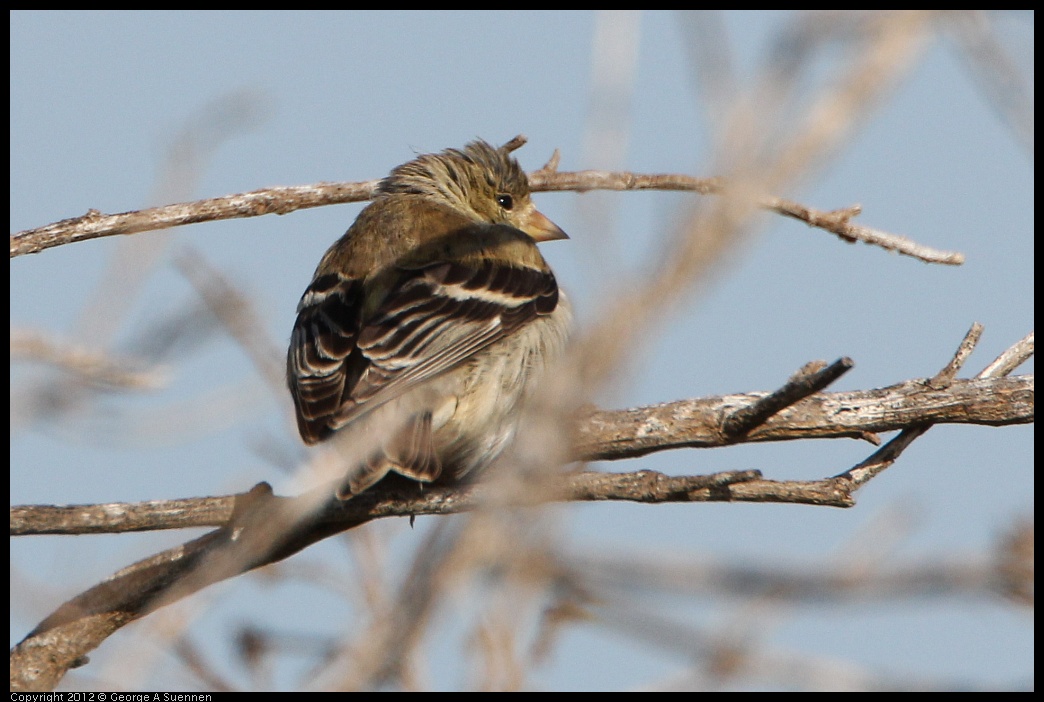 0508-074840-01.jpg - Lesser Goldfinch