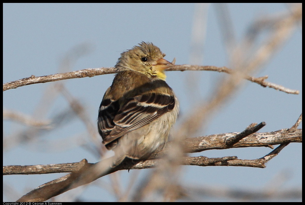 0508-074841-01.jpg - Lesser Goldfinch