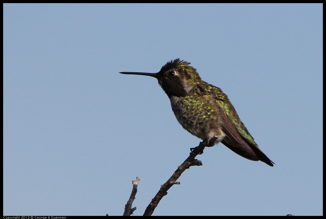 0508-074850-01.jpg - Anna's Hummingbird