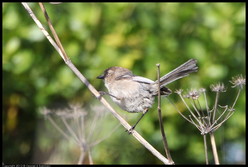 0508-074911-02.jpg - Bushtit