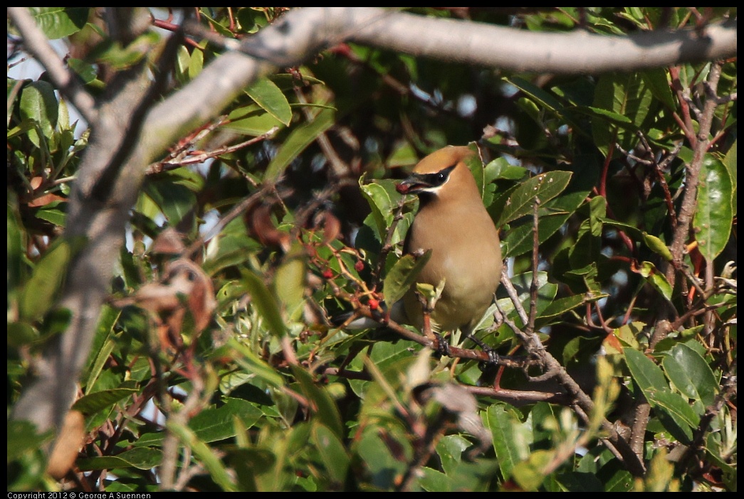 0508-074946-04.jpg - Cedar Waxwing