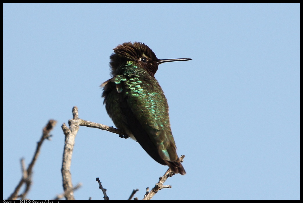 0508-075039-01.jpg - Anna's Hummingbird