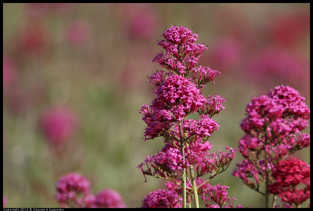 0508-075638-02.jpg - Flowers