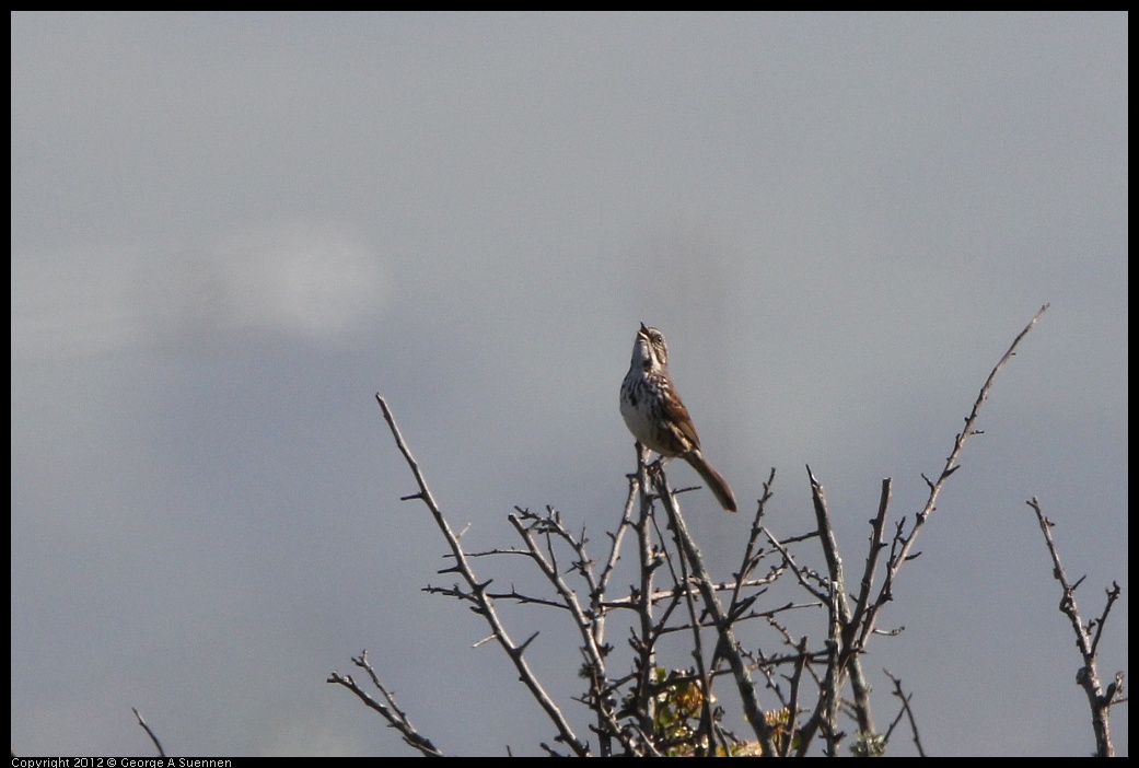 0508-075913-02.jpg - Song Sparrow