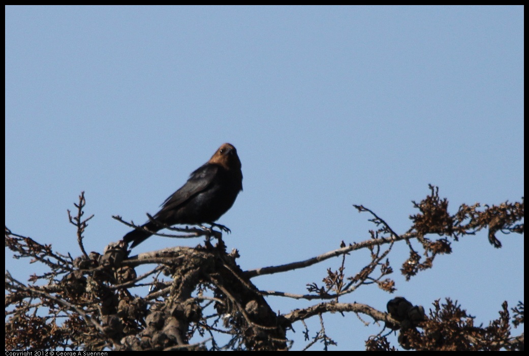 0508-082136-01.jpg - Brown-headed Cowbird