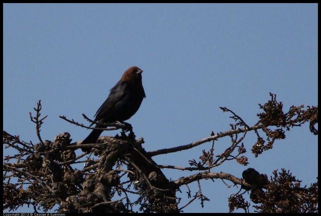 0508-082140-01.jpg - Brown-headed Cowbird