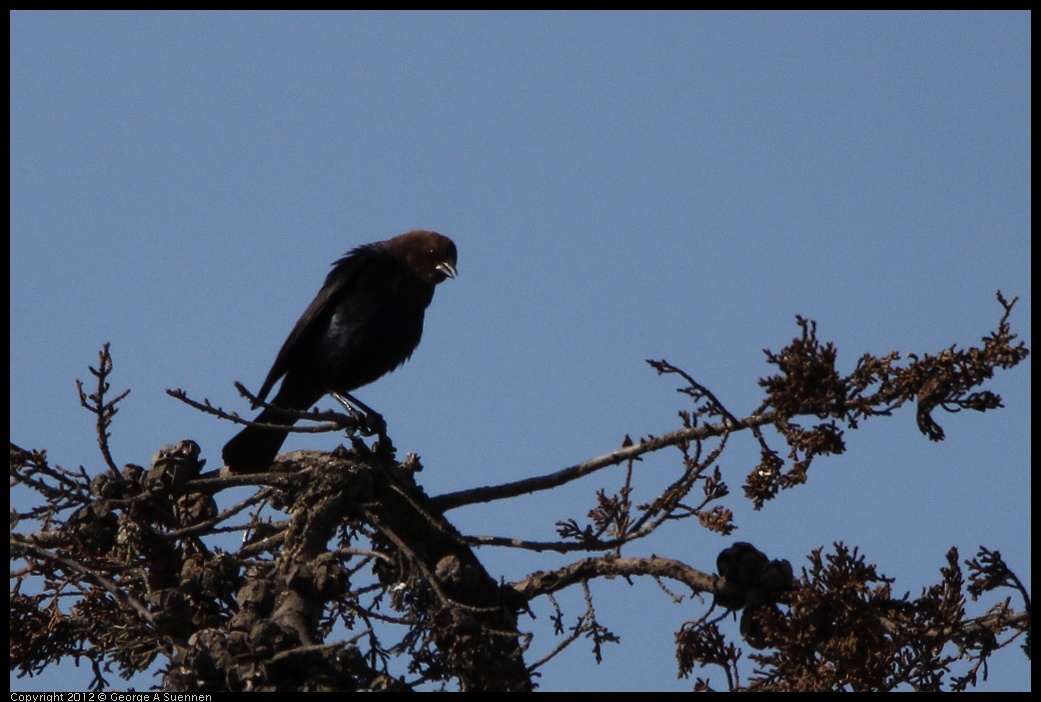 0508-082145-04.jpg - Brown-headed Cowbird