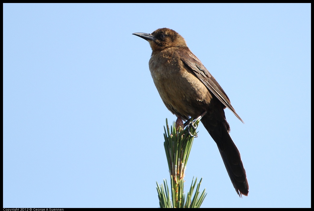 0508-082301-02.jpg - Great-tailed Grackle