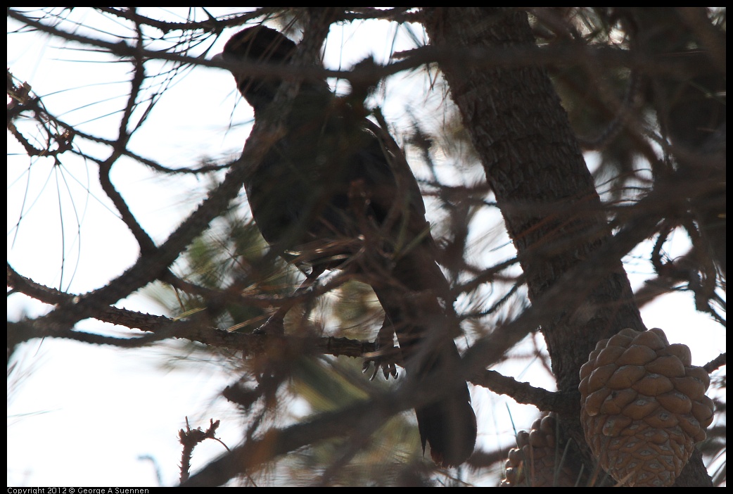 0508-082346-01.jpg - Great-tailed Grackle