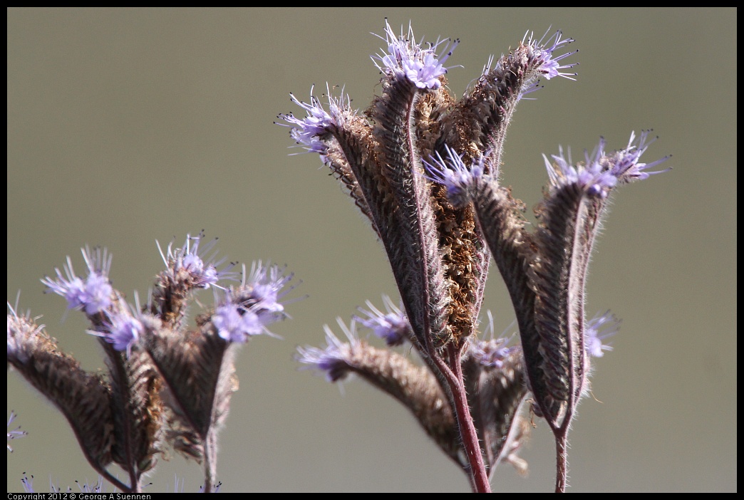 0508-082611-01.jpg - Flowers (Phacelia tanacetifolia)