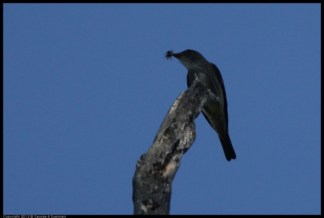 0512-155843-02.jpg - Olive-sided Flycatcher