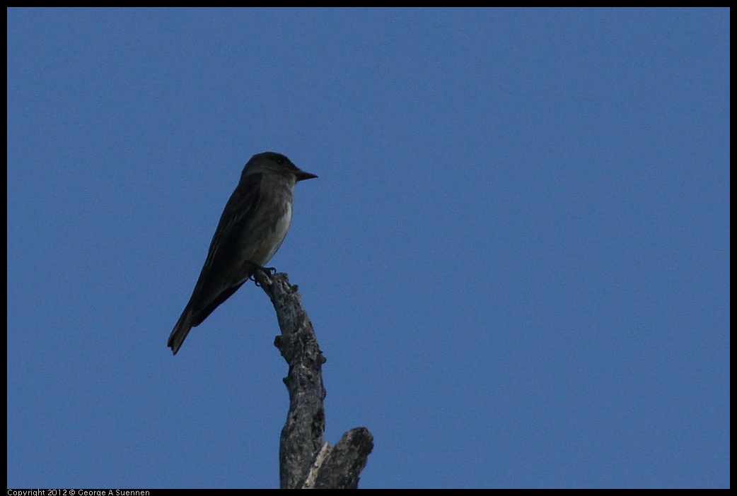 0512-160230-03.jpg - Olive-sided Flycatcher