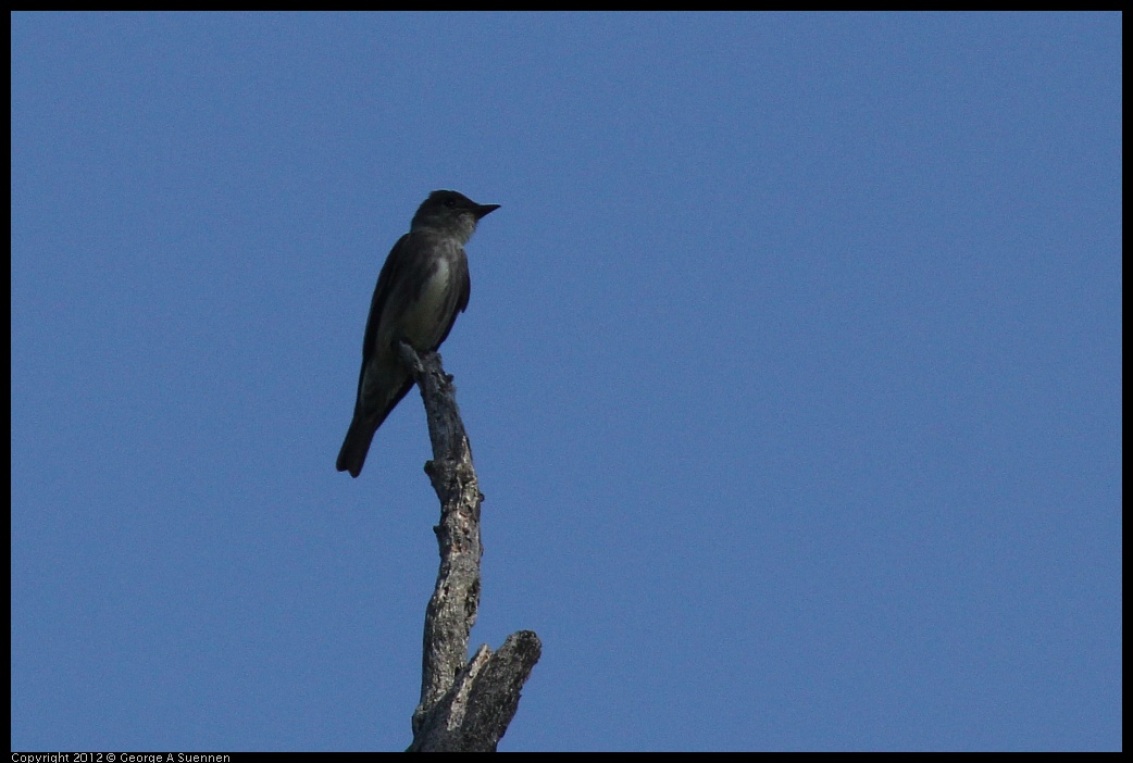 0512-160334-02.jpg - Olive-sided Flycatcher