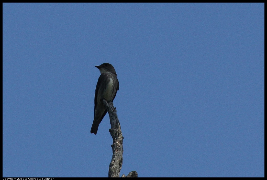 0512-160335-01.jpg - Olive-sided Flycatcher