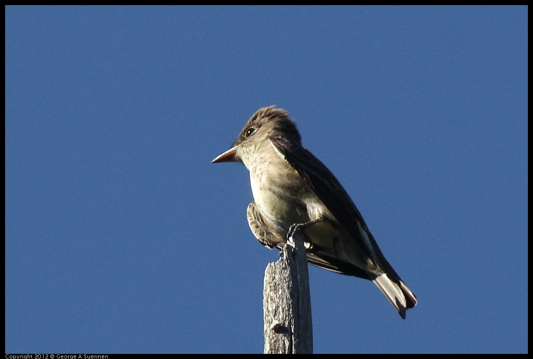 0512-160642-01.jpg - Olive-sided Flycatcher