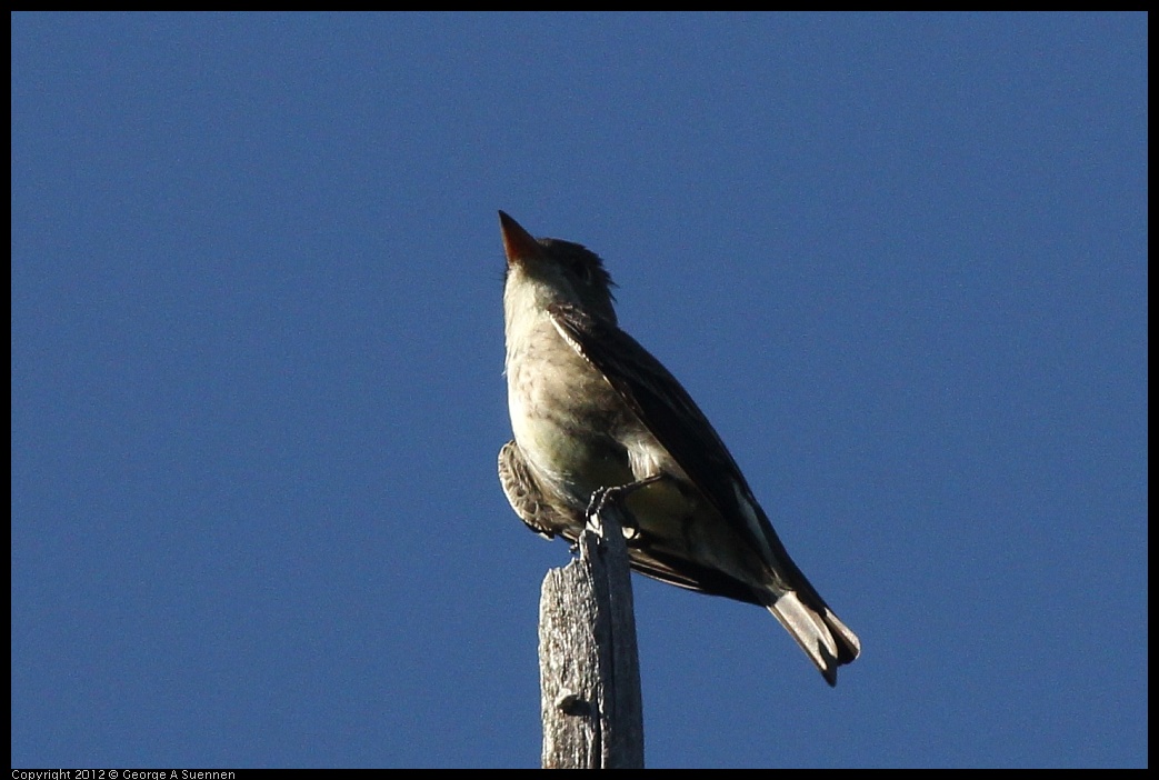 0512-160643-03.jpg - Olive-sided Flycatcher