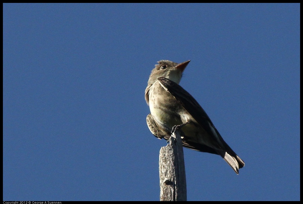 0512-160647-02.jpg - Olive-sided Flycatcher