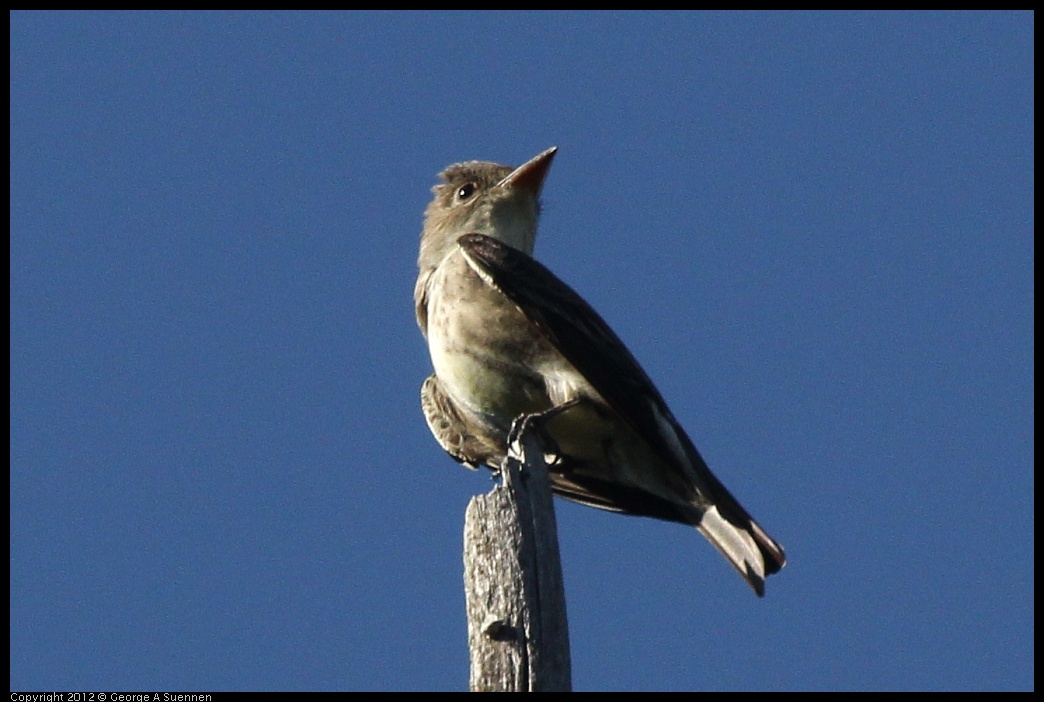 0512-160649-01.jpg - Olive-sided Flycatcher