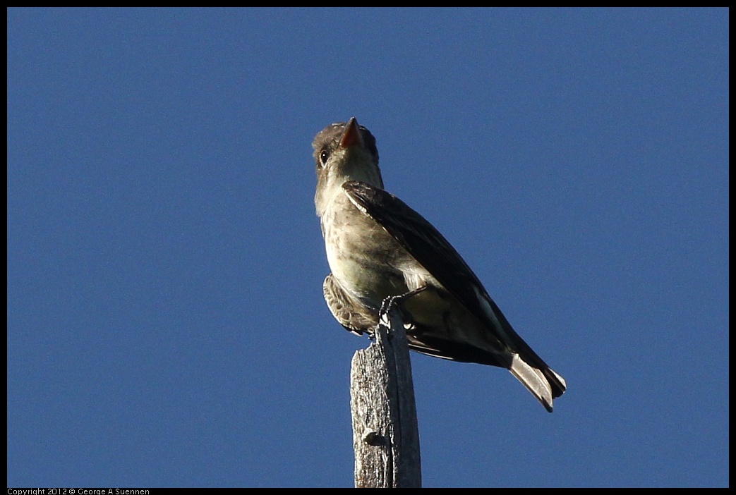 0512-160650-01.jpg - Olive-sided Flycatcher