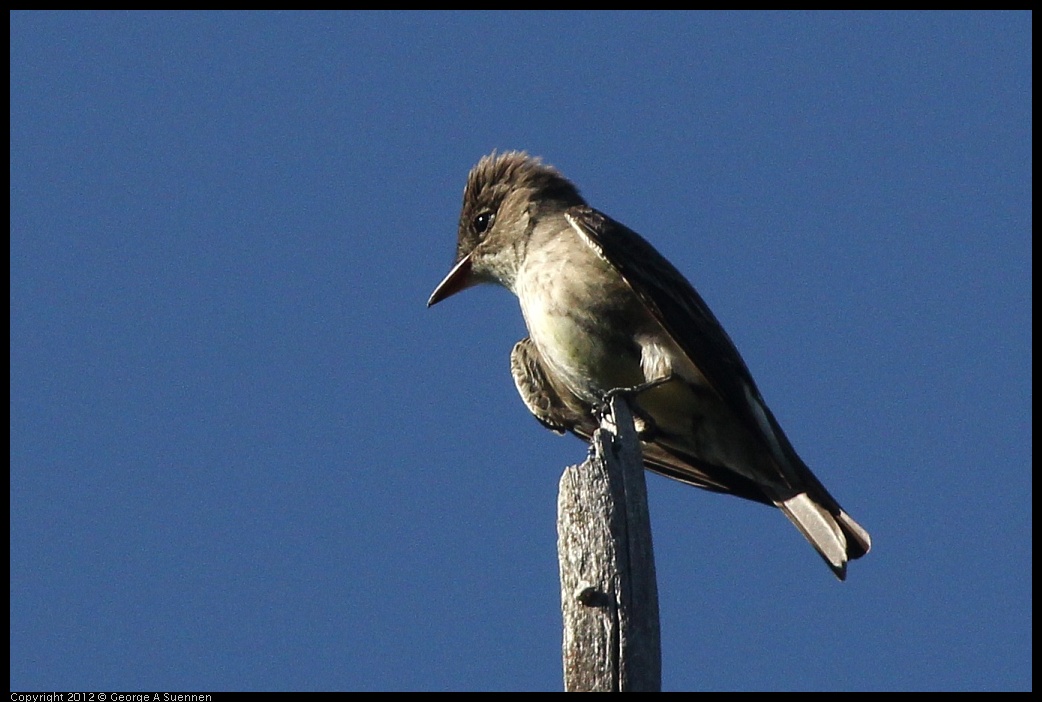 0512-160656-01.jpg - Olive-sided Flycatcher