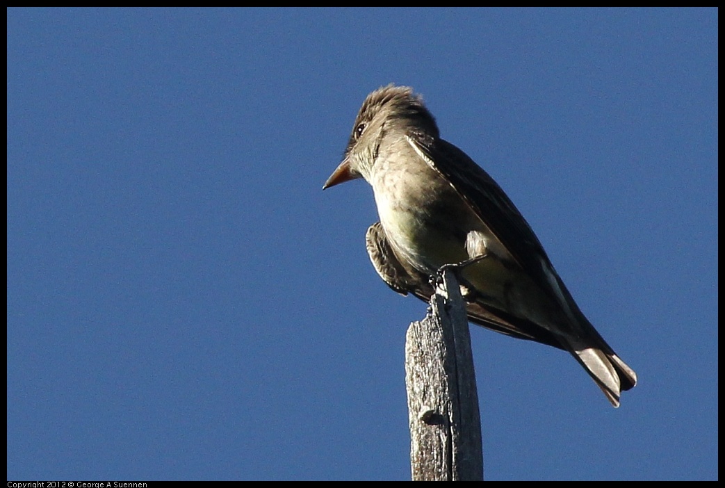 0512-160658-02.jpg - Olive-sided Flycatcher