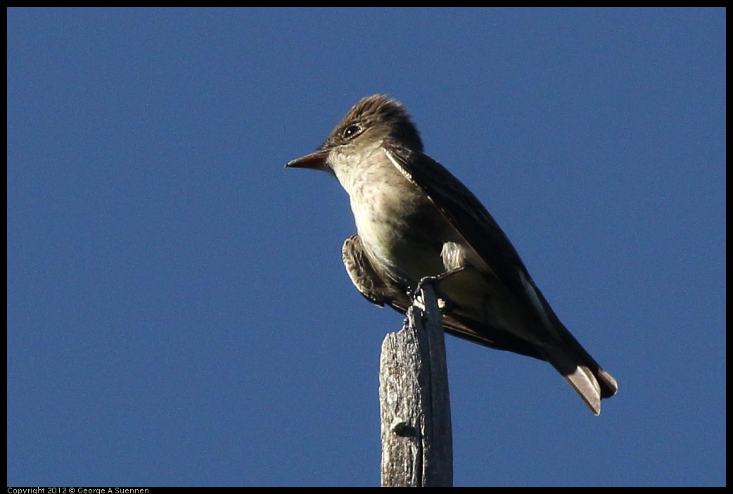 0512-160729-03.jpg - Olive-sided Flycatcher