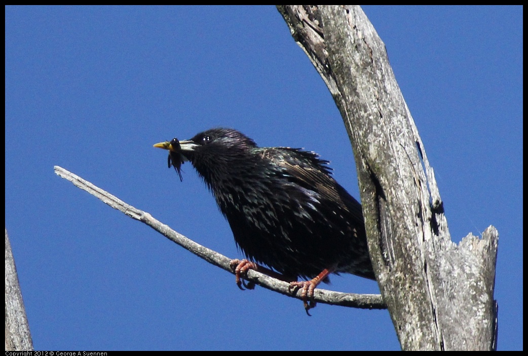 0512-160954-01.jpg - European Starling