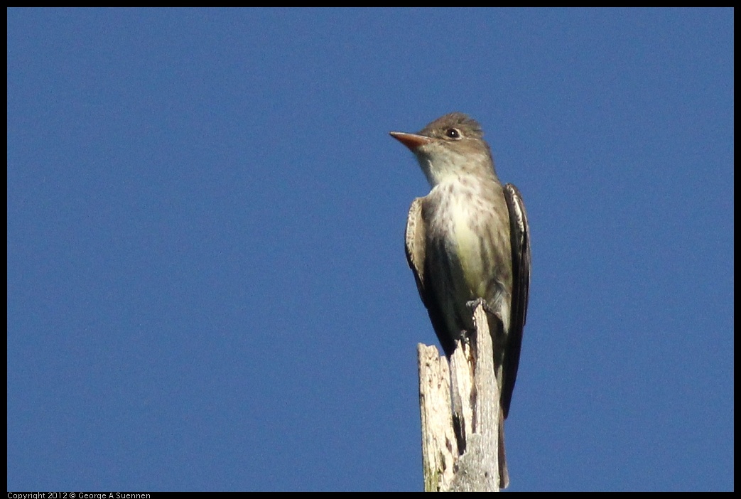 0512-160959-02.jpg - Olive-sided Flycatcher