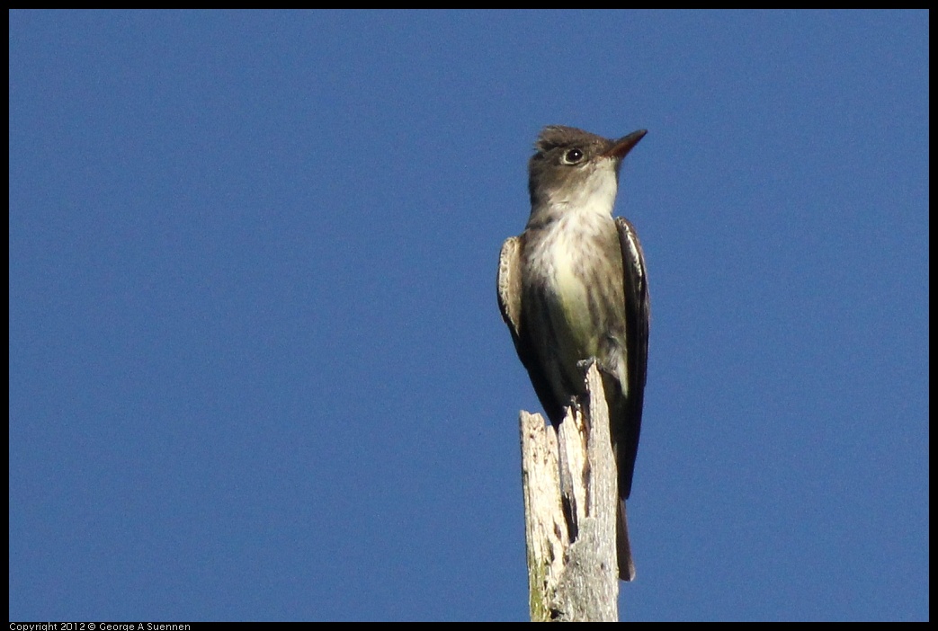 0512-161000-02.jpg - Olive-sided Flycatcher