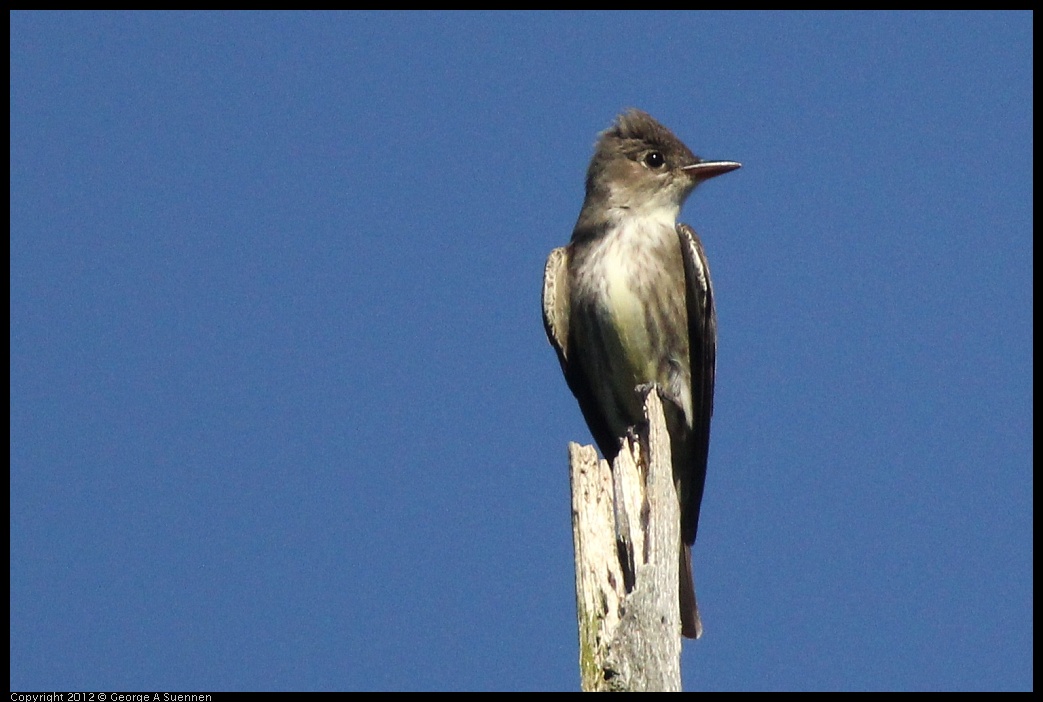 0512-161001-02.jpg - Olive-sided Flycatcher