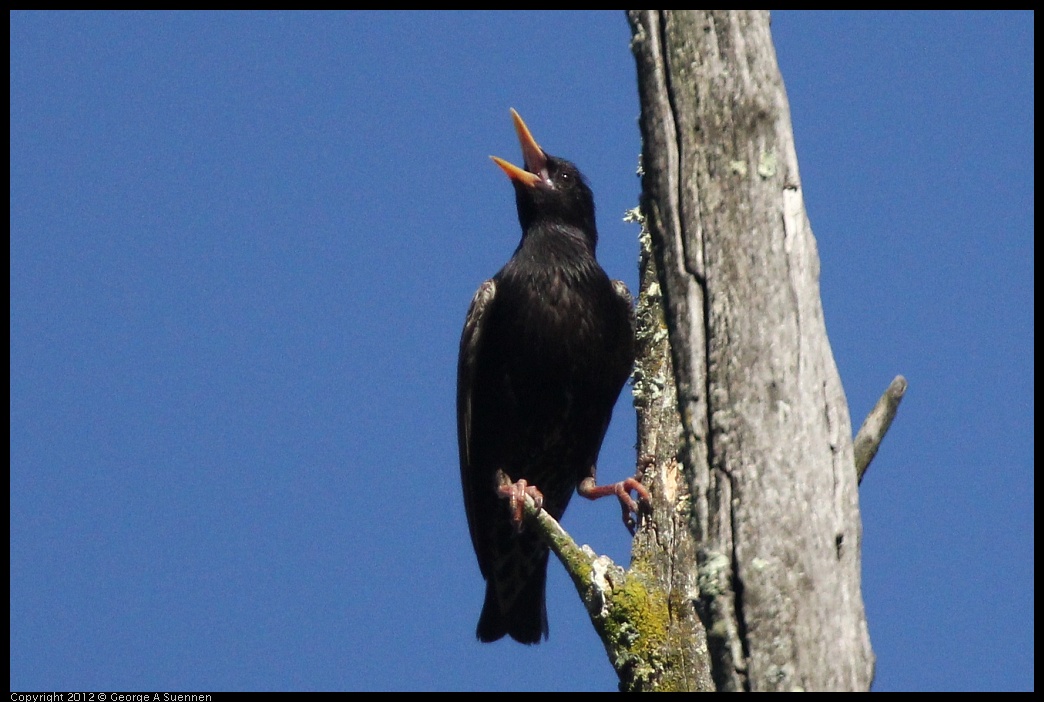 0512-161130-03.jpg - European Starling