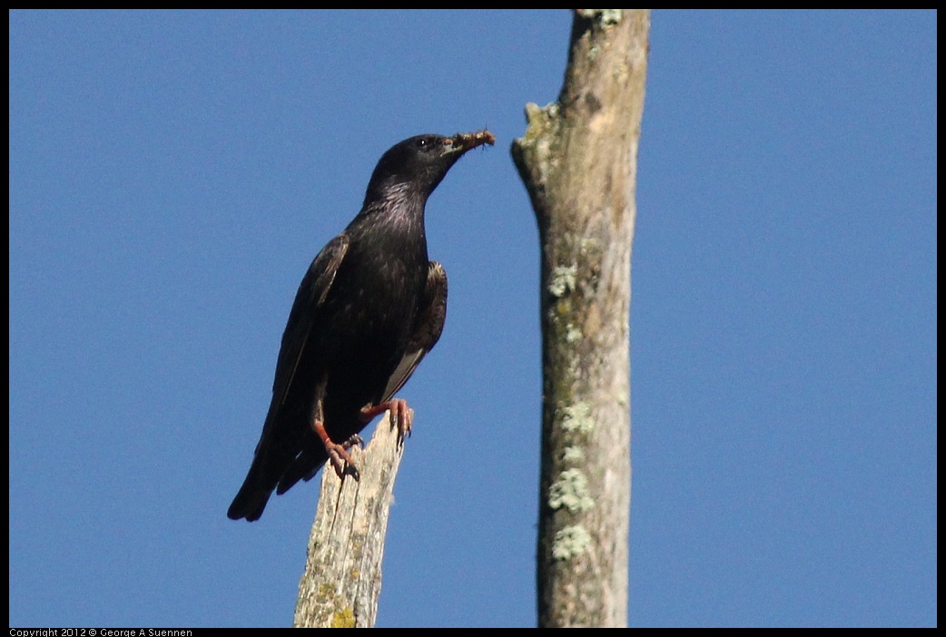 0512-161624-01.jpg - European Starling