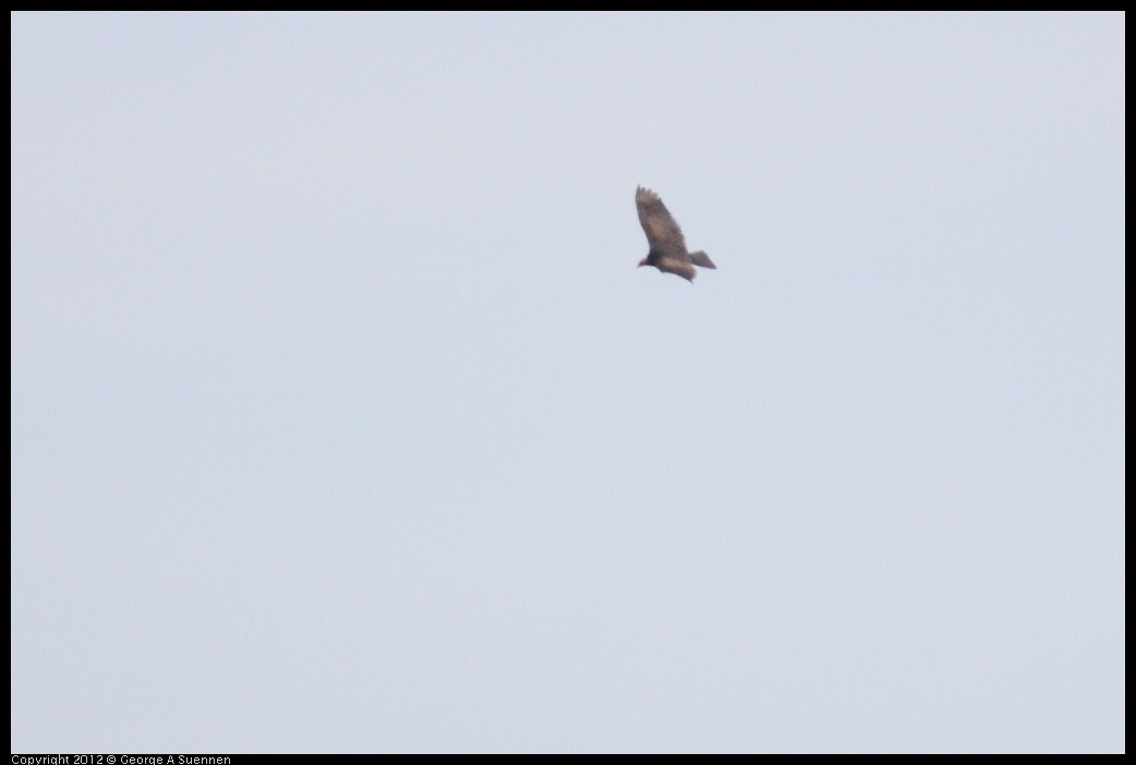 0513-095749-01.jpg - Turkey Vulture (Id purposes only)