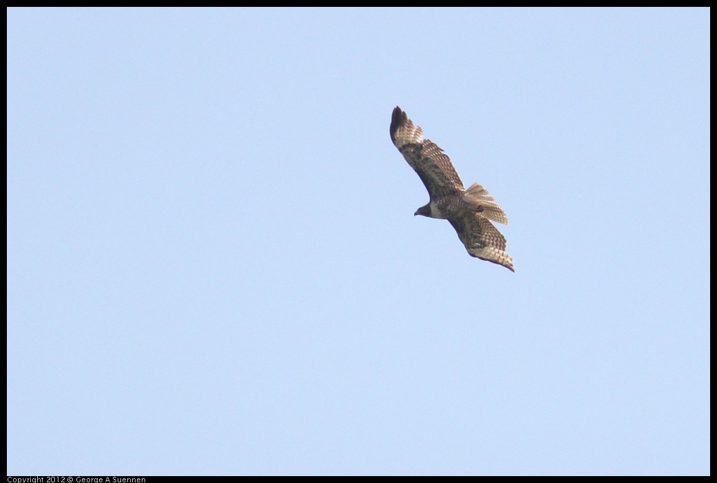 0513-095843-02.jpg - Red-tailed Hawk