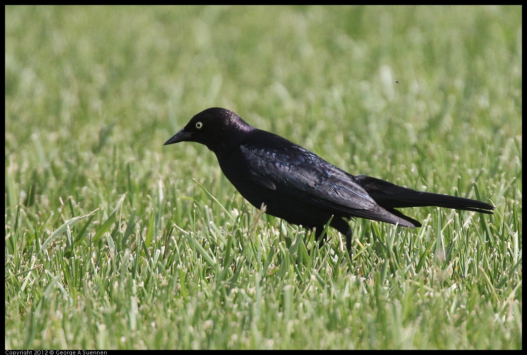 0513-095913-01.jpg - Brewer's Blackbird