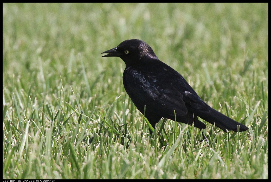 0513-095918-03.jpg - Brewer's Blackbird