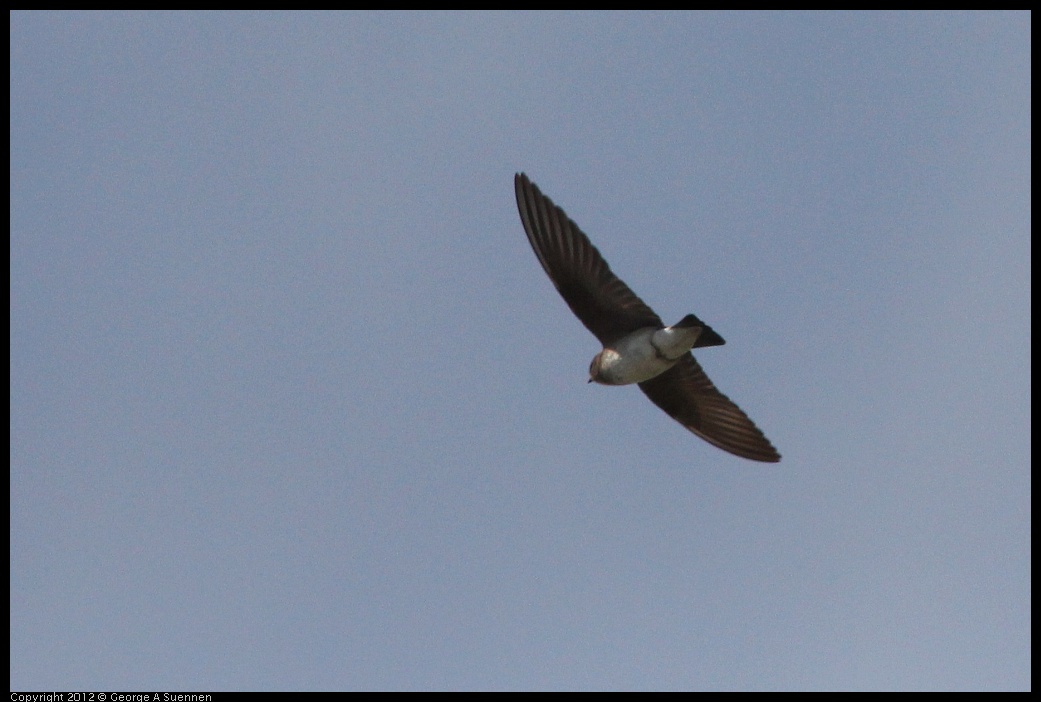 0513-100036-01.jpg - Swallow