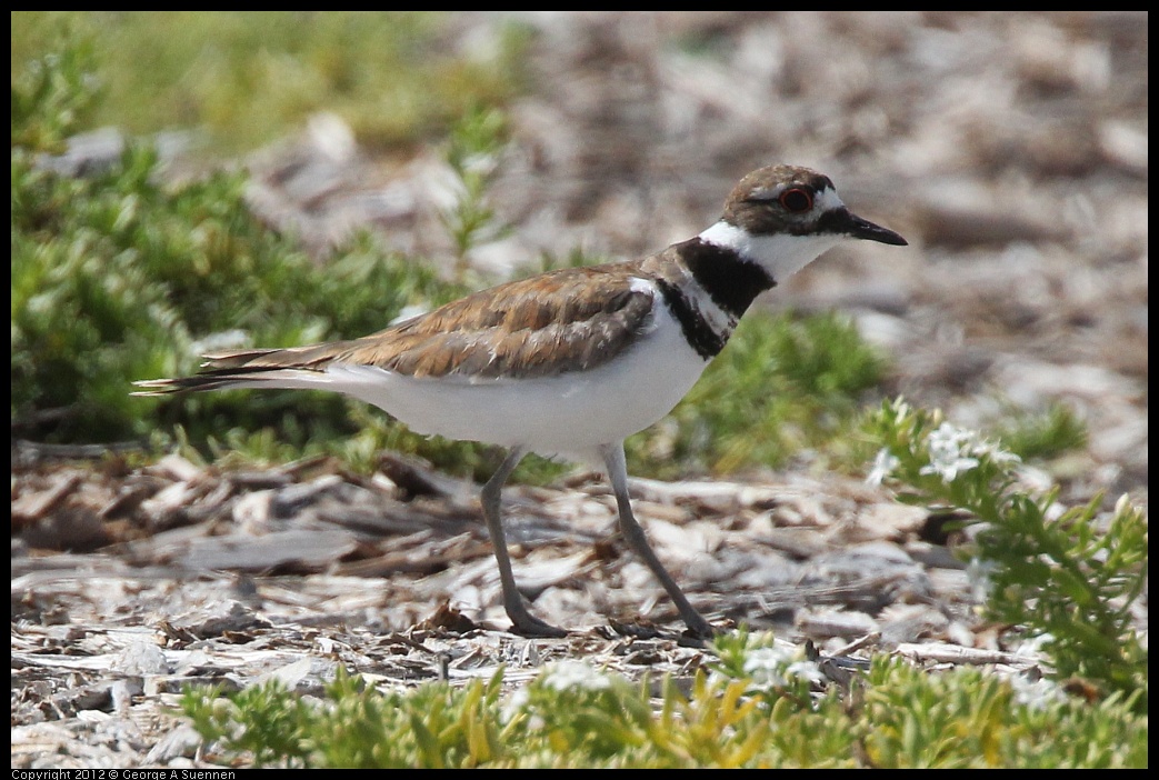 0513-100339-01.jpg - Killdeer