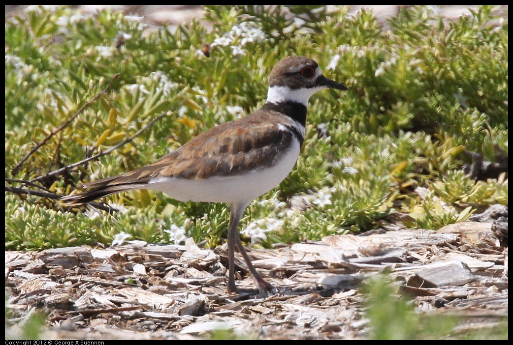 0513-100356-01.jpg - Killdeer