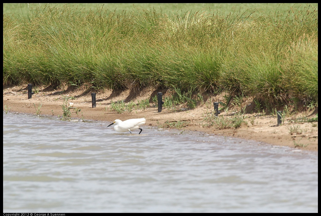 0513-101506-03.jpg - Snowy Egret