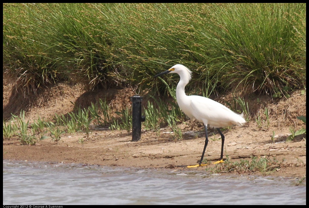 0513-101631-01.jpg - Snowy Egret