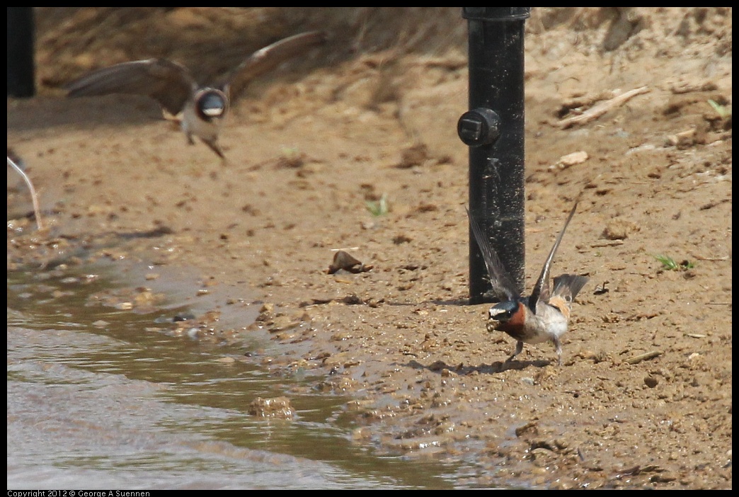 0513-101706-01.jpg - Cliff Swallows